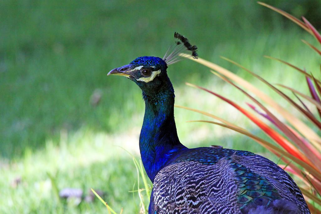 Eco Pousada Paraiso Dos Coqueirais Japaratinga Eksteriør bilde