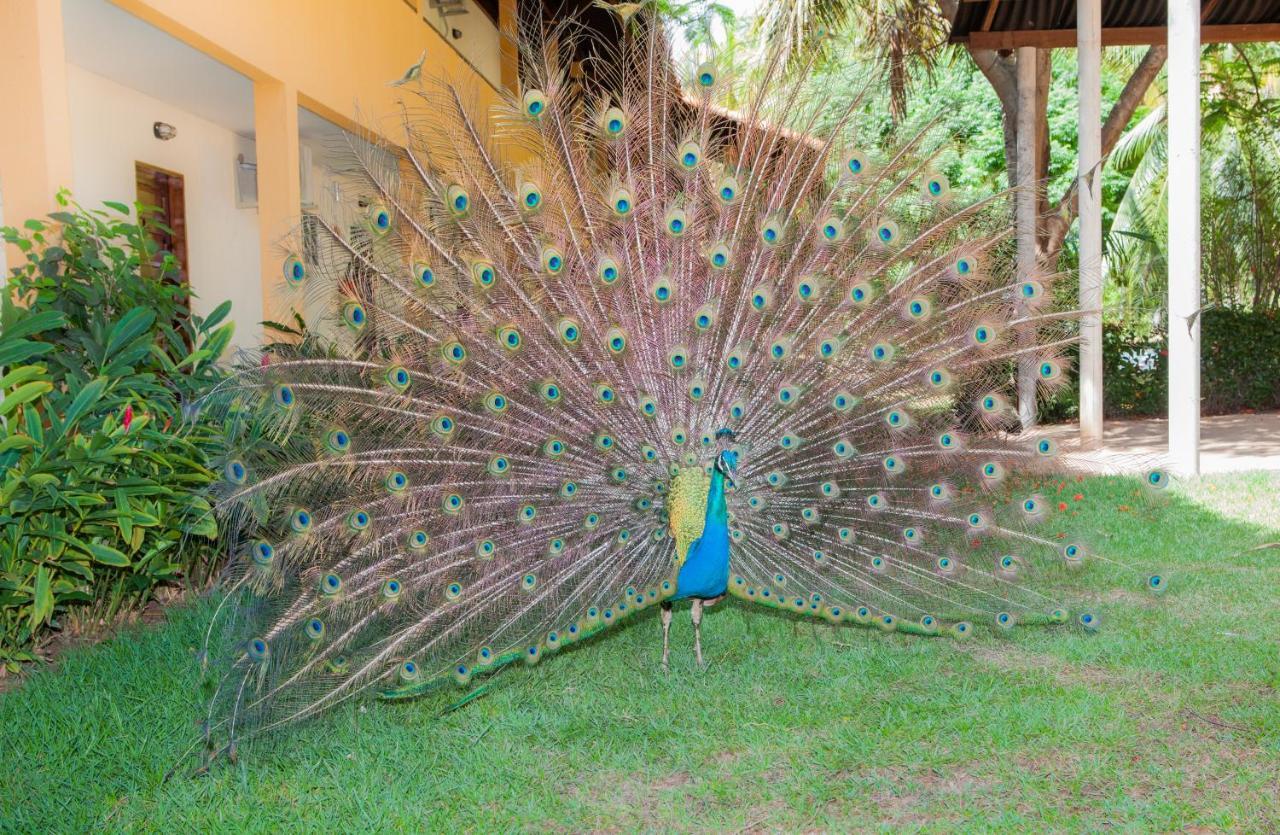 Eco Pousada Paraiso Dos Coqueirais Japaratinga Eksteriør bilde